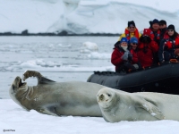 Phoques en Antarctique