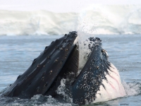 Baleine en Antarctique