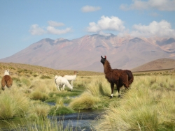 Lama de Bolivie
