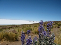Uyuni Bolivie
