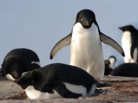 Manchots en Antarctique
